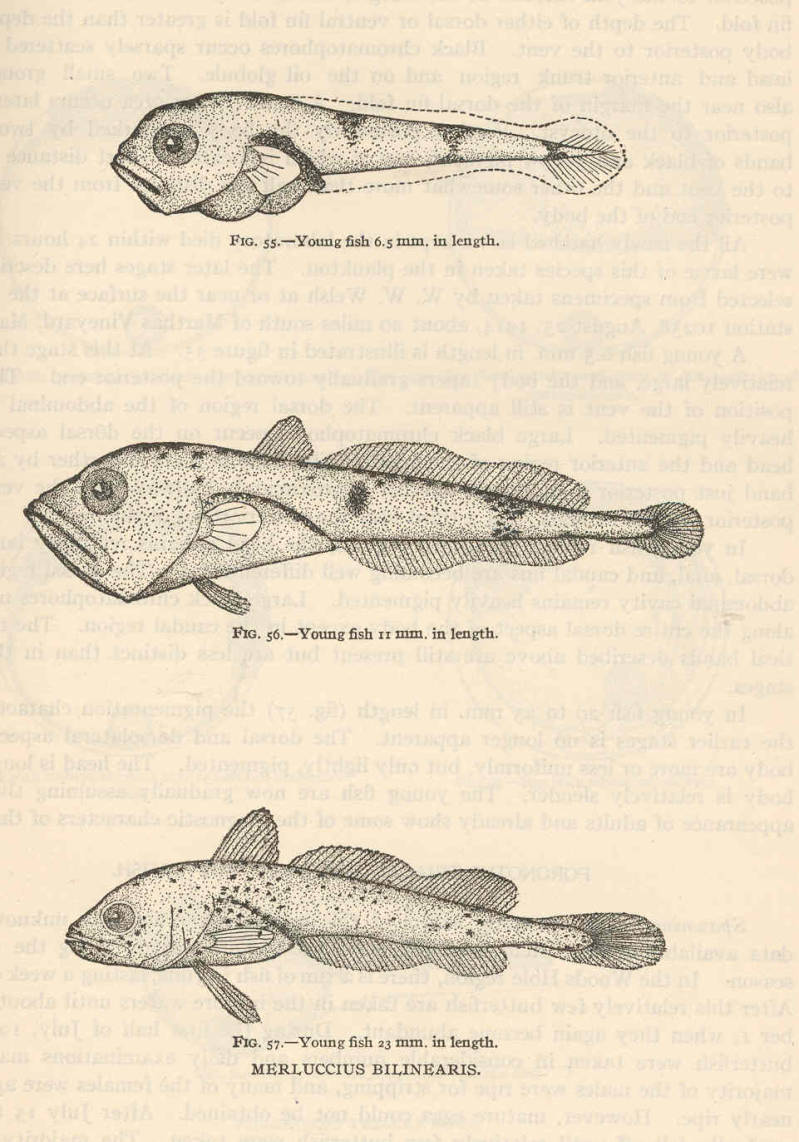 Merluccius bilinearis (Mitchill, 1814)